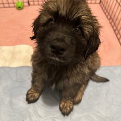 Leonberger Puppies from Magnolia Leos