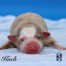 Kuch - Red merle male Miniature Australian Shepherd puppy in Weeki Wachee, Florida from Arlington's Mini Aussies