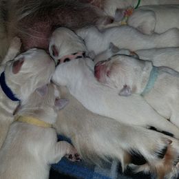 Golden Retriever Puppies from G & G Goldens