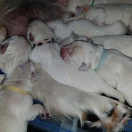 Golden Retriever Puppies from G & G Goldens