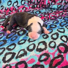 Toy Australian Shepherd puppies from Tin Roof Aussies