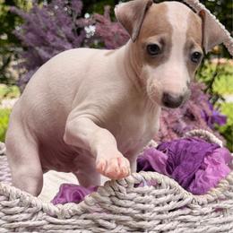 Portofino - White and blue male Italian Greyhound puppy in Lakeland, Florida from Elite Doxies Florida