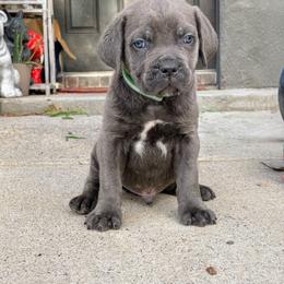 Boy 4 - Gray brindle male Cane Corso puppy in Forney, Texas from Dallas Lonestar Bullies