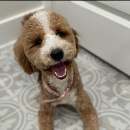 Hallie - Goldendoodle