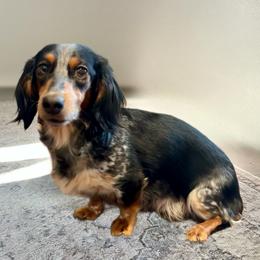Whiskey - Dachshund