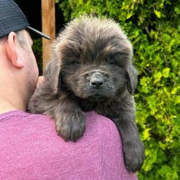 Gray Female - Gray female Newfoundland puppy in New York from Johnson Farms