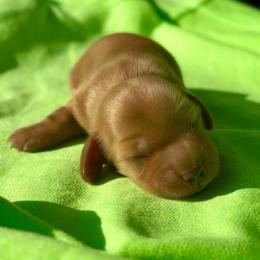 Jolene - Chocolate and cream female Dachshund puppy in Whitesboro, Texas from Whitesboro Dachshund