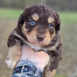Otter - Red tri-color male Australian Shepherd puppy in London, Kentucky from Kenmont Kennels
