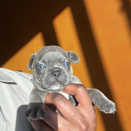 Pierre (PJ) - Blue male French Bulldog puppy in Raleigh, North Carolina from DREYCs Frenchies