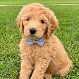 Einstein - Sable male Goldendoodle puppy in Social Circle, Georgia from Poppiedoodle Farms