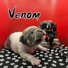 Venom - Blue white and tan male Rat Terrier puppy in Lynn, Alabama from Cryptic Rat Terriers