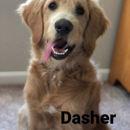"Dasher, 2020 F1 pup from Ruby X Zeke" Goldendoodle and Golden Retriever All Grown Up from Golden Paw Farm