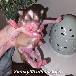 Kyra - Chocolate female Pomsky puppy in Christiana, Tennessee from Smoky Mountain Pomskies