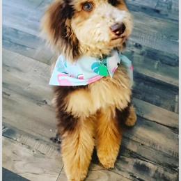 Bernedoodle and Goldendoodle All Grown Up from Dainty Doodle Dogs