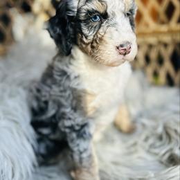 Stunning - Merle female Bernedoodle puppy in Natural Bridge, Virginia from Rockbridge Puppies