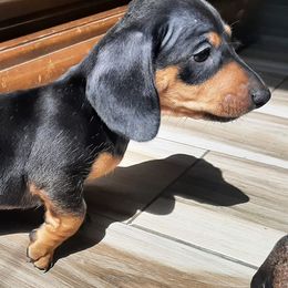 Dachshunds from Loveable Doxie