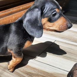 Dachshunds from Loveable Doxie