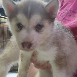 Siberian Husky Puppies from Spirit of the Moon Siberians