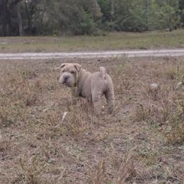 Squid - Isabella dilute male Chinese Shar-Pei puppy in Lehigh Acres, Florida from Florida Wrinkles