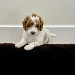 Mr Mash - Parti male Goldendoodle puppy in Saint George, Utah from Ashlee's Goldendoodles
