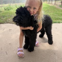 Cockapoo and Goldendoodle Puppies from Diva’s Darling Doodles