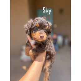 Sky - Red tri-color Aussiedoodle puppy in Tonopah, Arizona from Lazy T9 Ranch