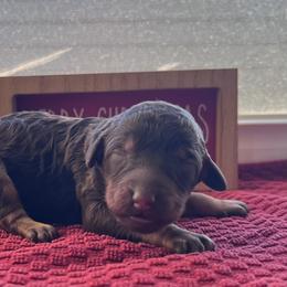 Snickerdoodle - Phantom female Poodle puppy in Overbrook, Kansas from Hidden Springs Poodles LLC