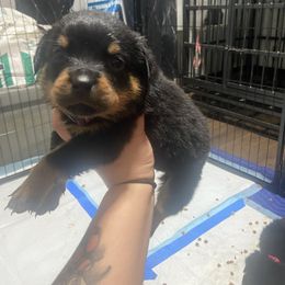 Girl 4 - Black and mahogany female Rottweiler puppy in Detroit, Michigan from Dark Storm Kennels