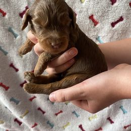 Australian Labradoodle and Double Doodle Puppies from Little Kingdom Doodles