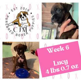 Lucy - Brindle Boxer puppy in Jupiter, Florida from CJM Boston and Boxer Puppies