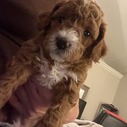 Cavapoo and Goldendoodle Puppies from Christianna’s Mini Goldendoodles