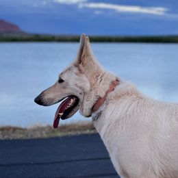 Taysha - German Shepherd