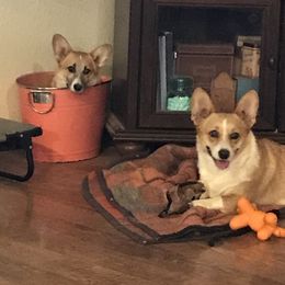 Pembroke Welsh Corgi Puppies from Indian Valley Corgies