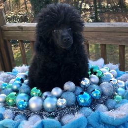 Poodle Puppies from Segraves Poodles