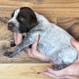 Birdie - Brown and gray male Wirehaired Pointing Griffon puppy in Norwood, Colorado from DOGS COUNTRY GRIFFS