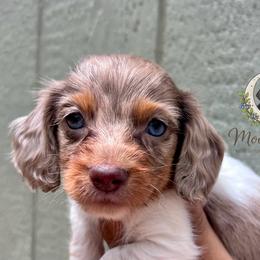 Firefly-CKC Dapple - Dapple male Dachshund puppy in Tecumseh, Oklahoma from MoonBerry Miniature Dachshunds
