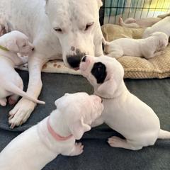Yellow - White female Dogo Argentino puppy in Bayview, Texas from Casa de la Bahia