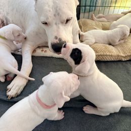 Yellow - White female Dogo Argentino puppy in Bayview, Texas from Casa de la Bahia