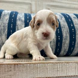 Donatello - Parti male Goldendoodle puppy in Brooksville, Florida from Abby’s Standard Goldendoodles