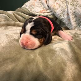 Princess - Black brown and white female Basset Hound puppy in Bellaire, Ohio from Blessed Bassets