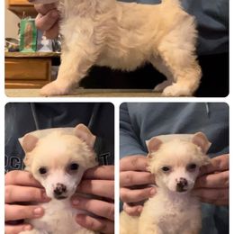 Chinese Crested and Poodle Puppies from Ariella Standard Poodles & Chinese Cresteds