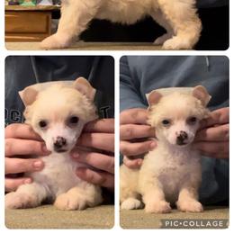 Chinese Crested and Poodle Puppies from Ariella Standard Poodles & Chinese Cresteds