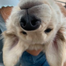 Golden Retriever Puppies from EP's Golden Retrievers
