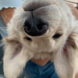 Golden Retriever Puppies from EP's Golden Retrievers