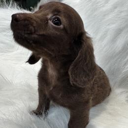 Cooper - Chocolate male Dachshund puppy in Cabool, Missouri from Dachshund's of Country Magic Farms in Missouri