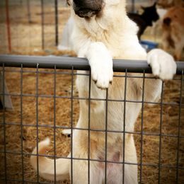 Anatolian Shepherd Dog and Australian Cattle Dog Puppies from 4D Cattle Dogs