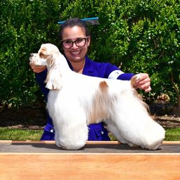 Gemini - Cocker Spaniel