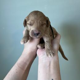 Cadbury - Red  male Goldendoodle puppy in Calera, Alabama from Red Mountain Minis