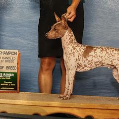 American Hairless Terrier and Chihuahua All Grown Up from CAS
