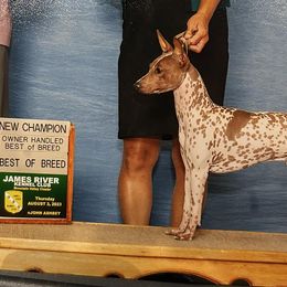 American Hairless Terrier and Chihuahua All Grown Up from CAS